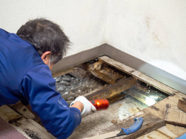 Best Attic Mold Removal  in Port Labelle, FL