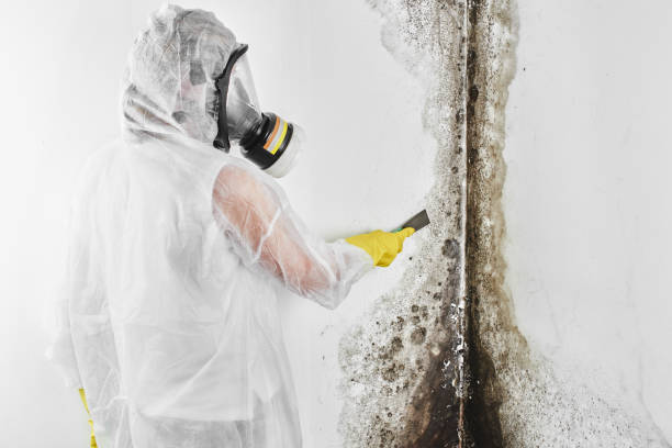 Best Mold Damage Repair  in Port Labelle, FL