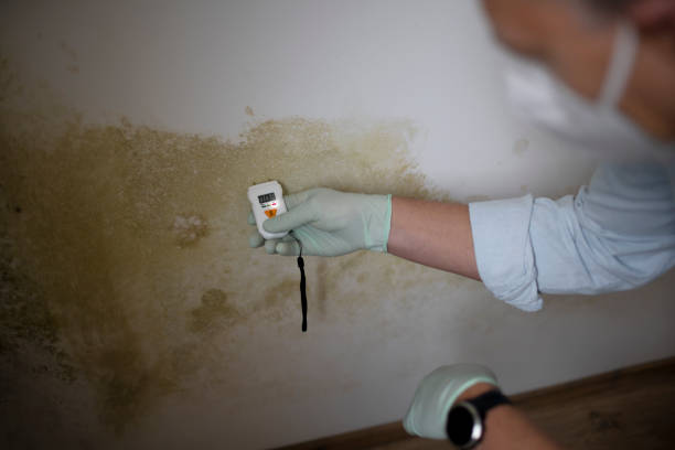 Best Residential Mold Removal  in Port Labelle, FL