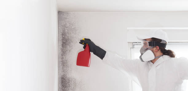 Best Professional Mold Removal  in Port Labelle, FL